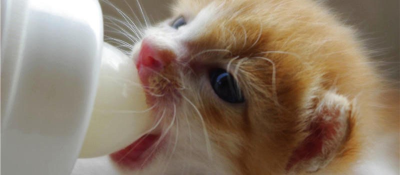 養(yǎng)寵無(wú)憂：哺乳期貓咪要注意什么圖片