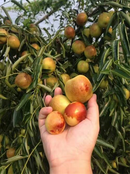 新鲜现采鲜枣，品味自然甜蜜新鲜现采鲜枣，品味自然甜蜜