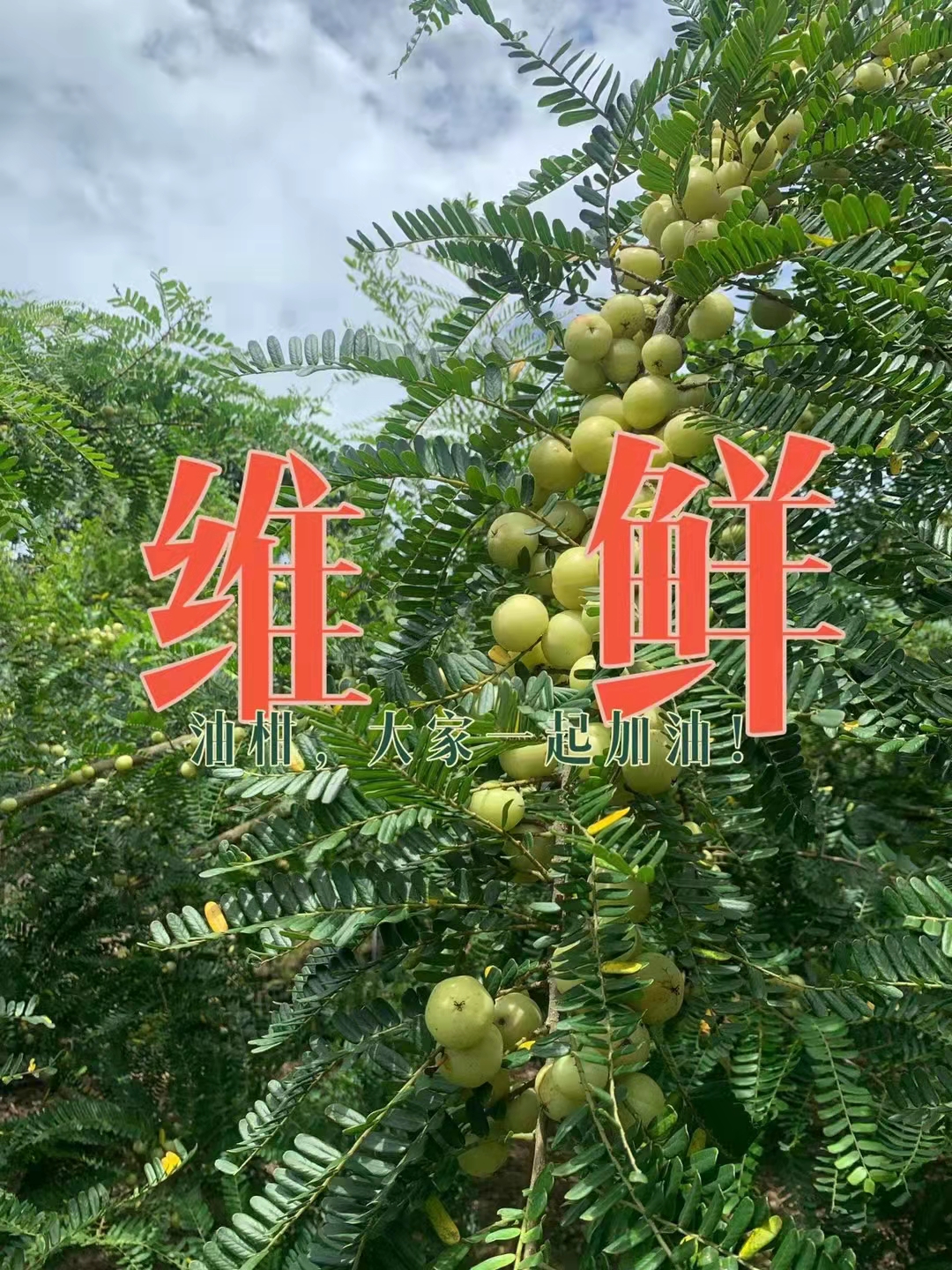 速凍油柑汁圖片