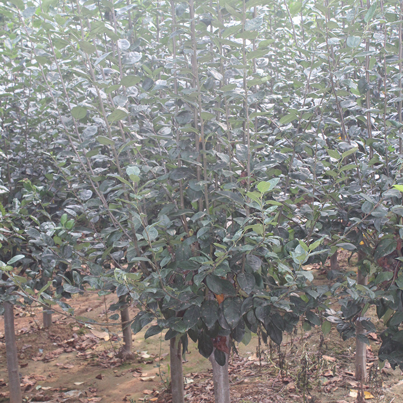 【行情】海棠树种植基地、绿化庭院管家、基地批发，批发价格【山东鸿兴园林绿化有限公司总部】图片