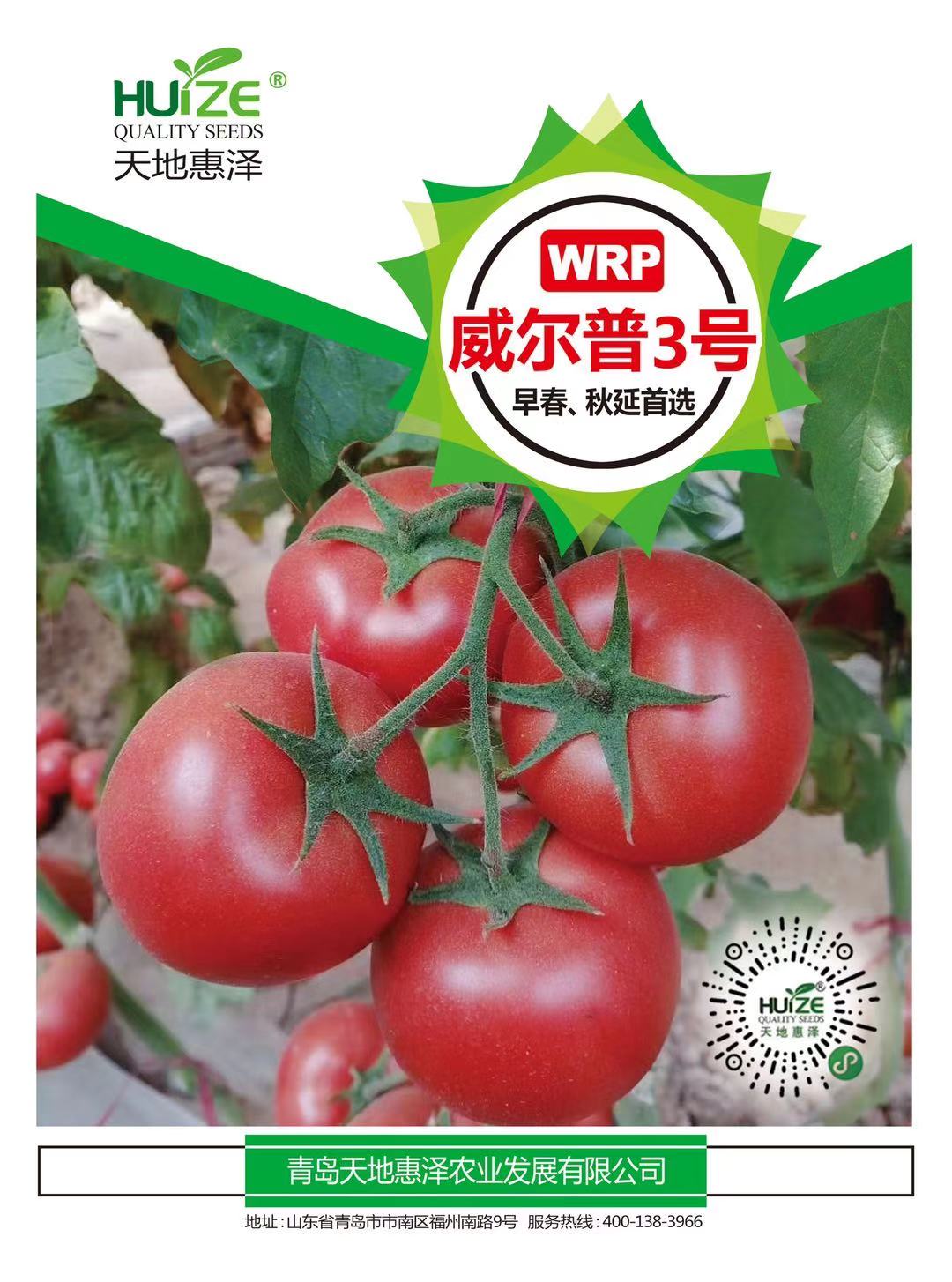 山東青島威爾普3號番茄種子批發(fā)公司銷售價格 威爾普3號種子