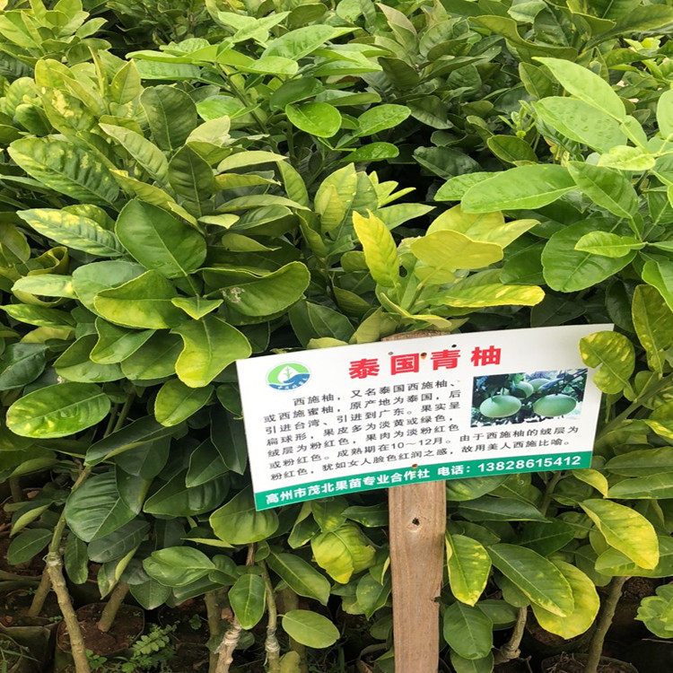 茂名大量批发泰国青柚苗基地_红宝石青柚苗销售价格图片