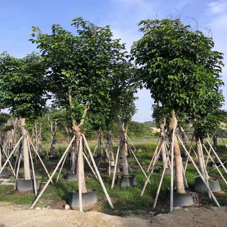 秋枫1基地批发绿化苗木秋风树10-50公分批发移植袋苗图片