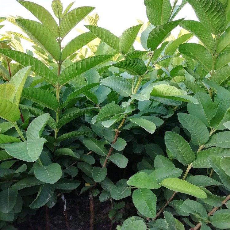 茂名大量批发四季珍珠番石榴苗基地_台湾珍珠芭乐苗出售价格图片