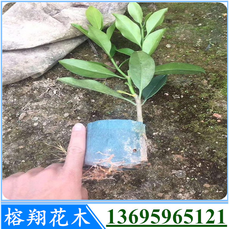 非洲茉莉1袋苗1.4元图片