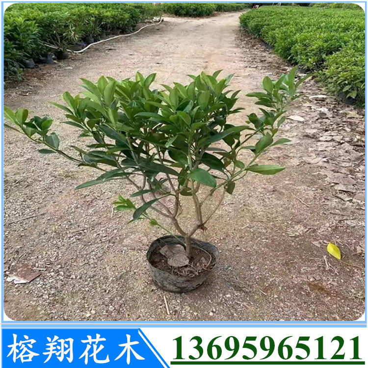 非洲茉莉自然型盆苗20元 非洲茉莉2图片