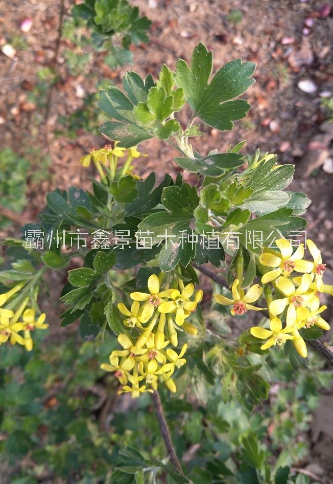 供应河北丛生120-180 香茶藨子图片