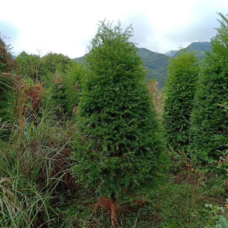 广西红豆杉-红豆杉苗木种植批发基地-红豆杉多少钱一棵-哪里便宜图片