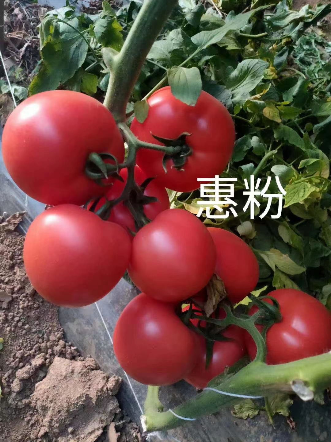 惠澤圖片/惠澤樣板圖 (3)