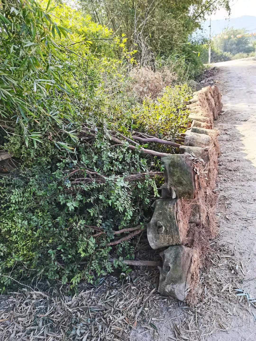 树葡萄基地批发 嘉宝果产地供应 树葡萄种植 嘉宝果种植 树葡萄种苗 树葡萄基地 嘉宝果苗价格图片