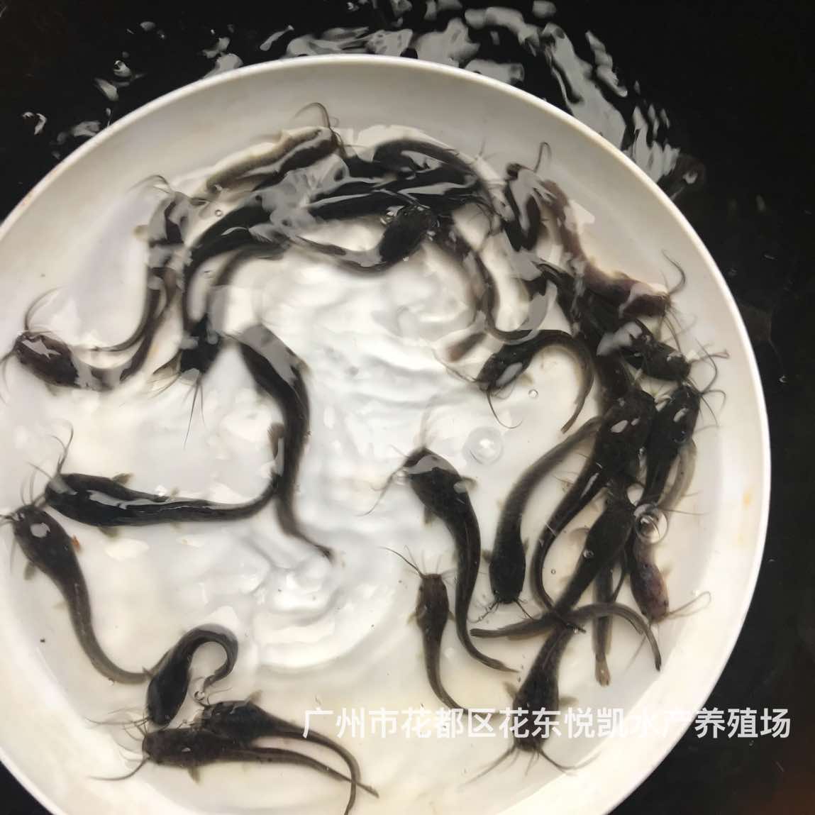 易养快大埃及胡子鲶鱼苗八须胡子鲶鱼苗革胡子鲶鱼苗埃及塘虱鱼苗