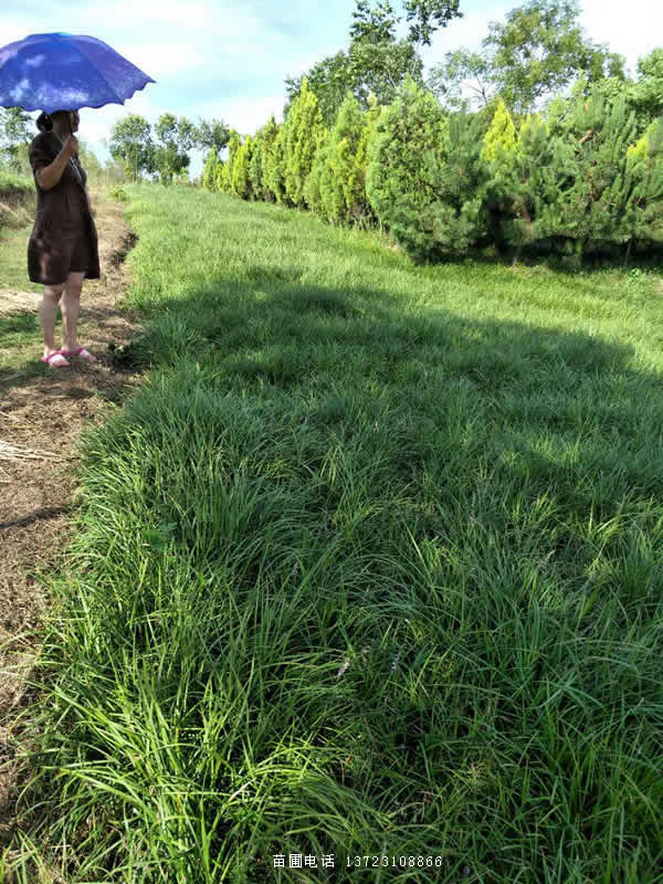 麥冬草圖片/麥冬草樣板圖 (3)