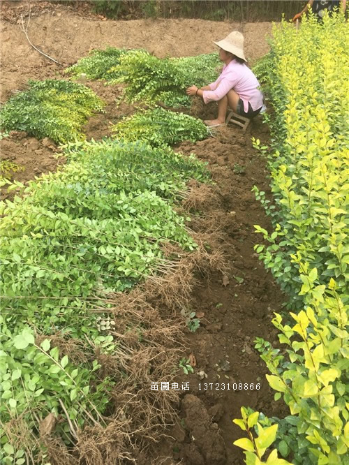 金叶女贞苗高40-60公分--金叶女贞球出售图片