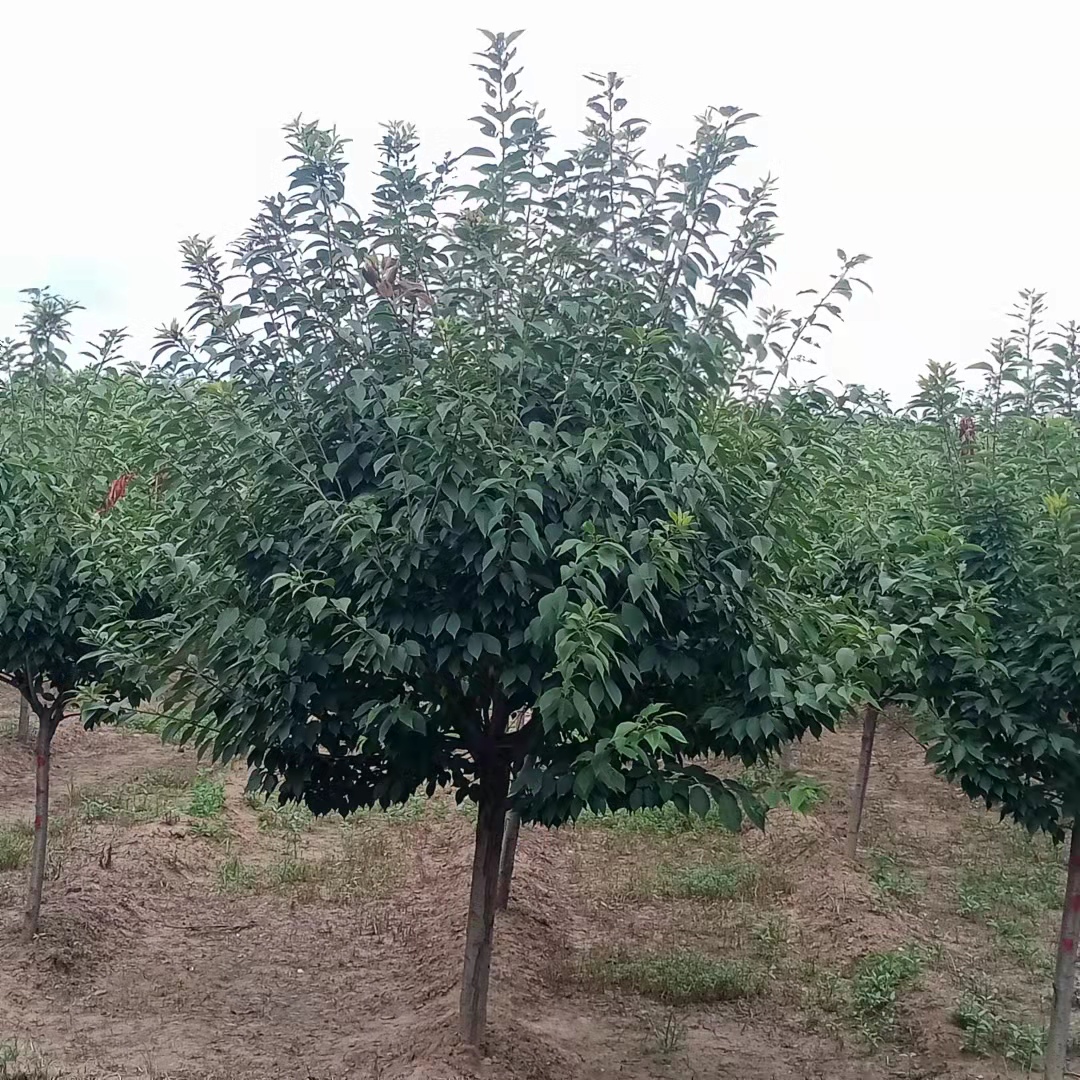 樱花基地樱花 厂家 价格 批发 樱花基地