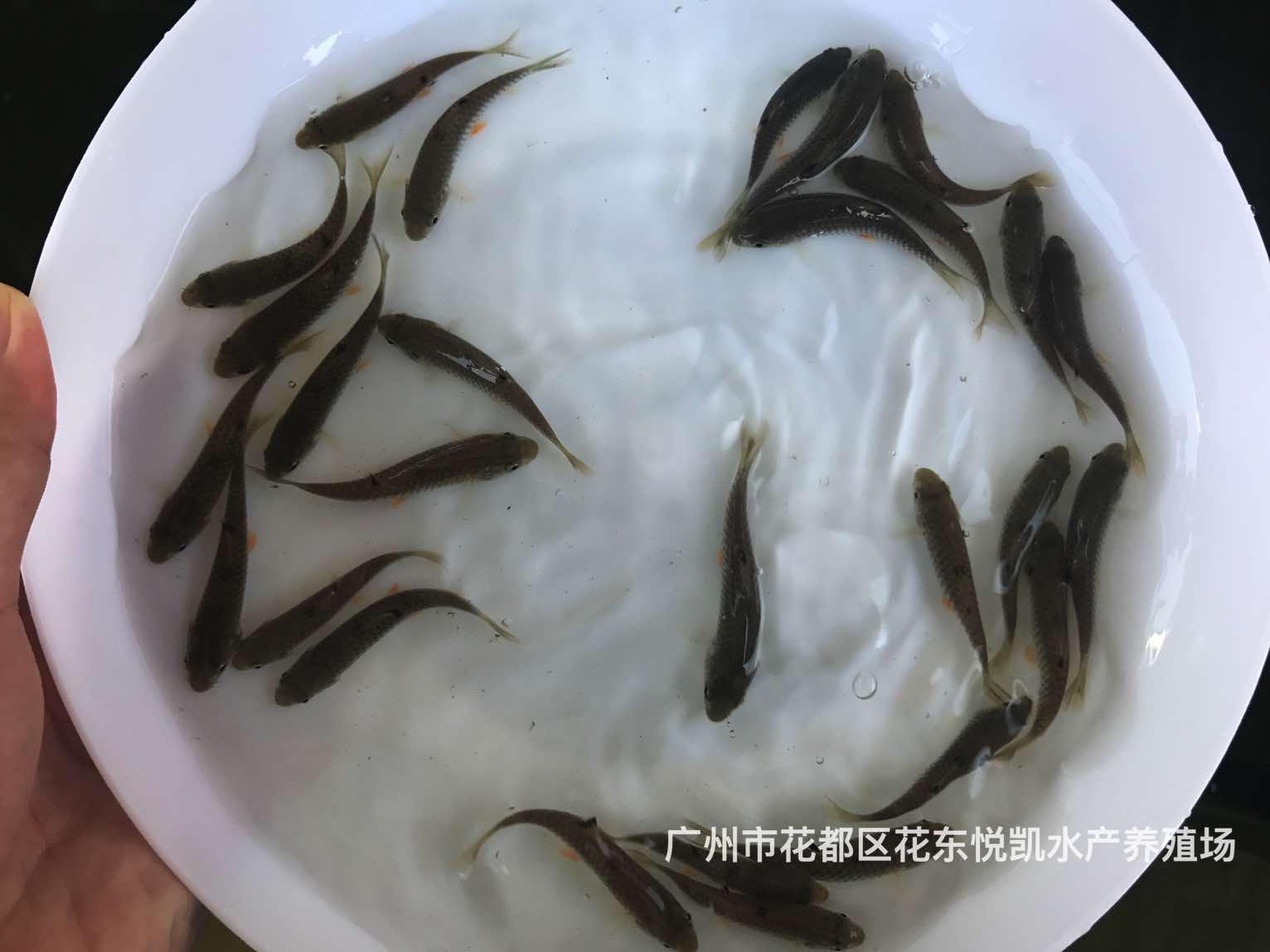 易养快大青竹鲩鱼苗河坚鱼苗中华倒刺鲃苗光倒刺鲃苗图片