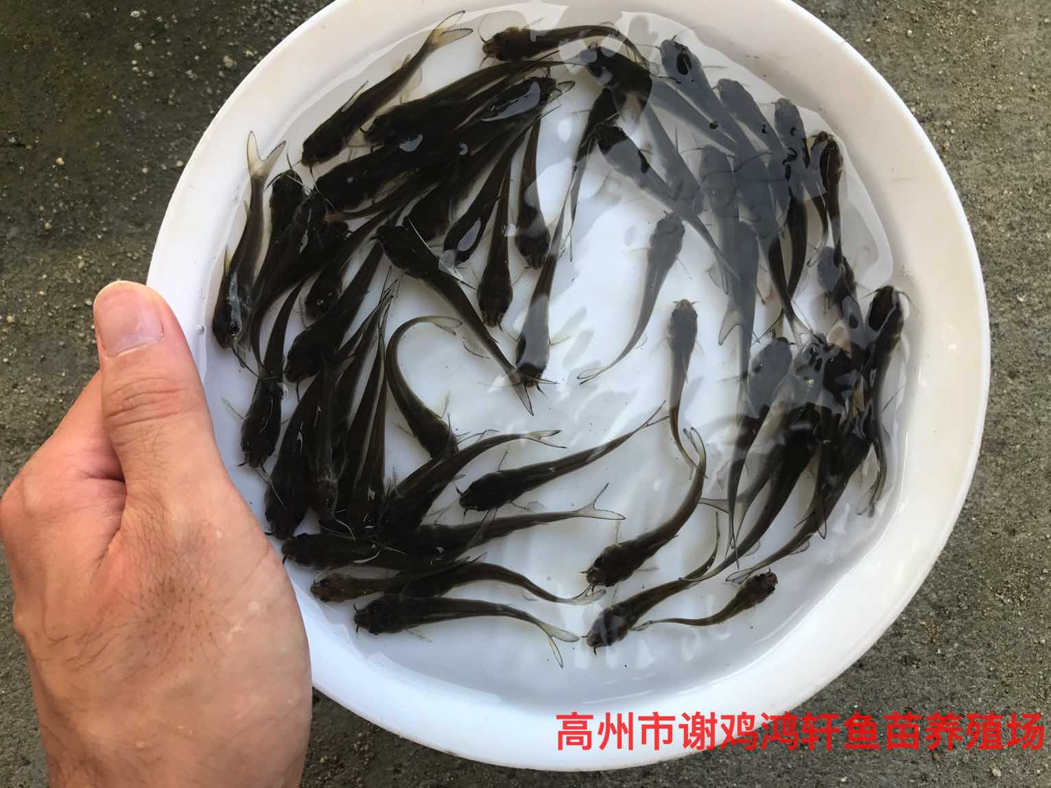 淡水白鲳鱼苗养殖基地白鲳鱼苗批发价格淡水红鲳鱼苗图片