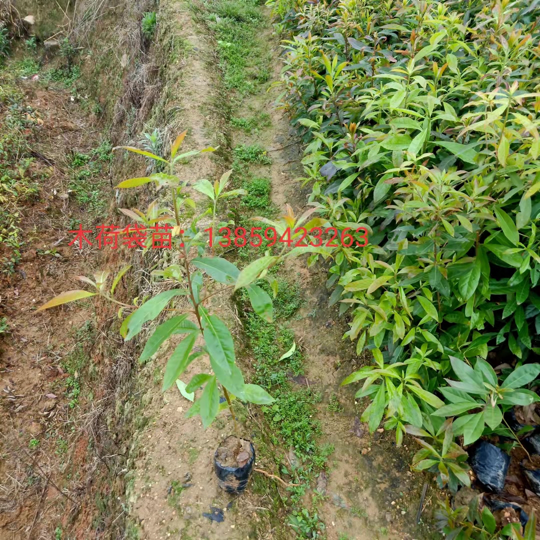 木荷苗现货批发，木荷苗种植，木荷苗苗圃哪家好（清流县嵩口新生苗木专业合作社）图片