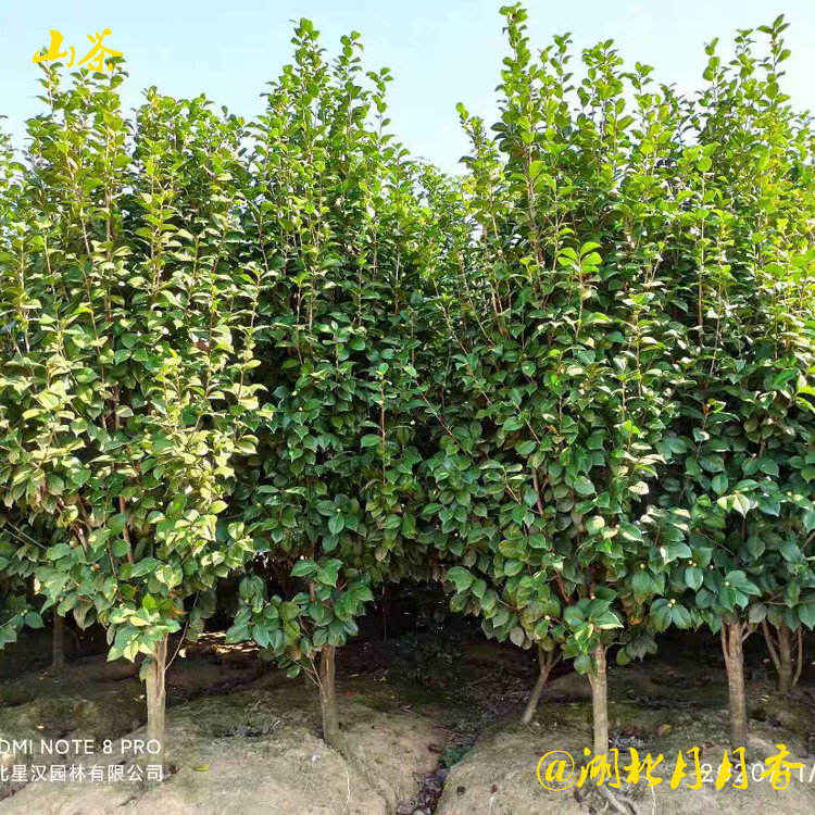 湖北茶花 咸宁产地直销茶花供应 种植茶花苗基地 茶花批发价格多少钱图片