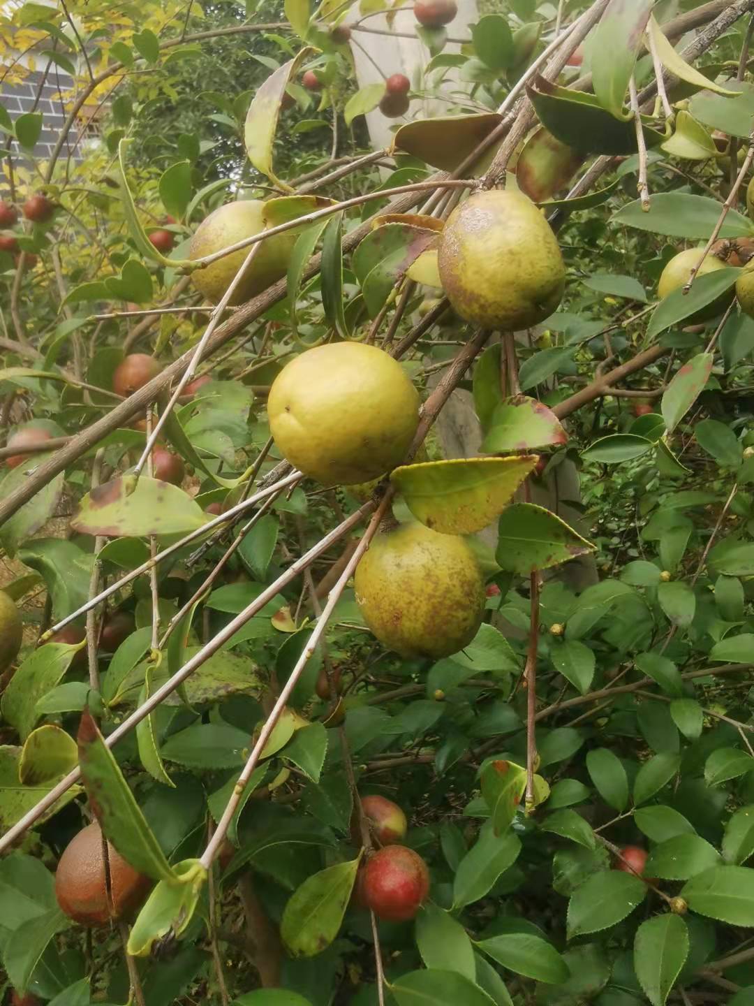 鲜油茶果出售价格-批发价-供应商-哪里有-报价-供应商 【潜山县野鸡湾现代农业旅游有限公司】图片