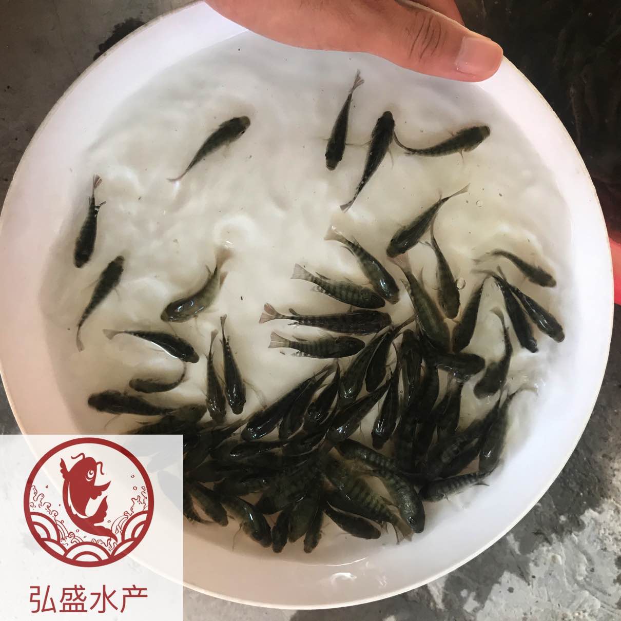 溪石斑鱼苗光唇鱼苗批发淡水石斑鱼苗批发