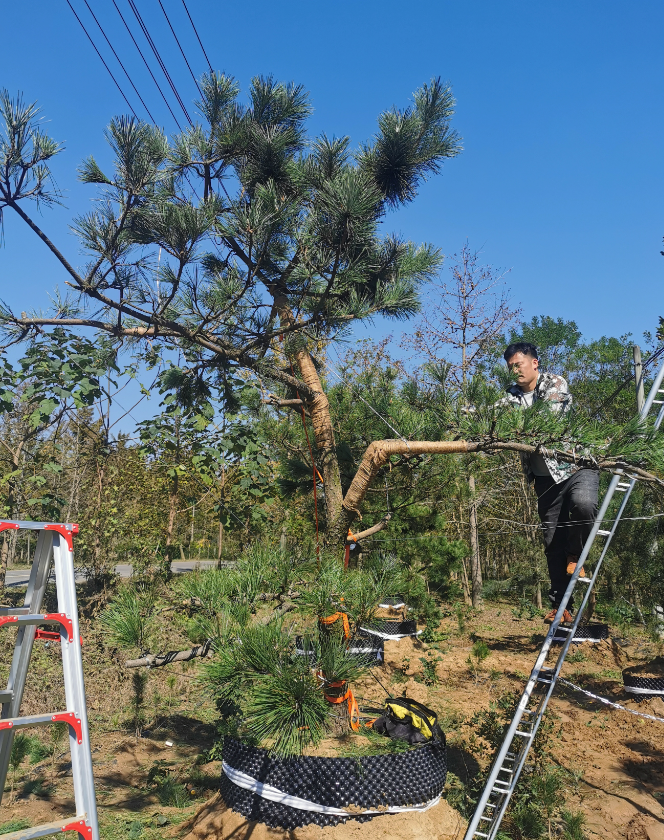 黑松基地供应 造型黑松树批发工程 别墅庭院黑松树盆栽景观