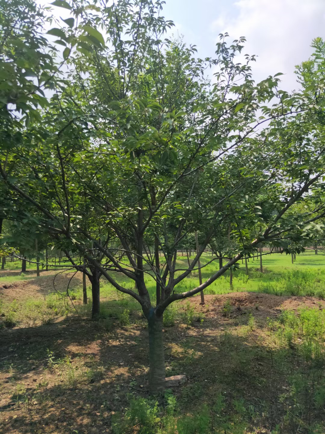 樱花树基地批发 樱花树价格表图片