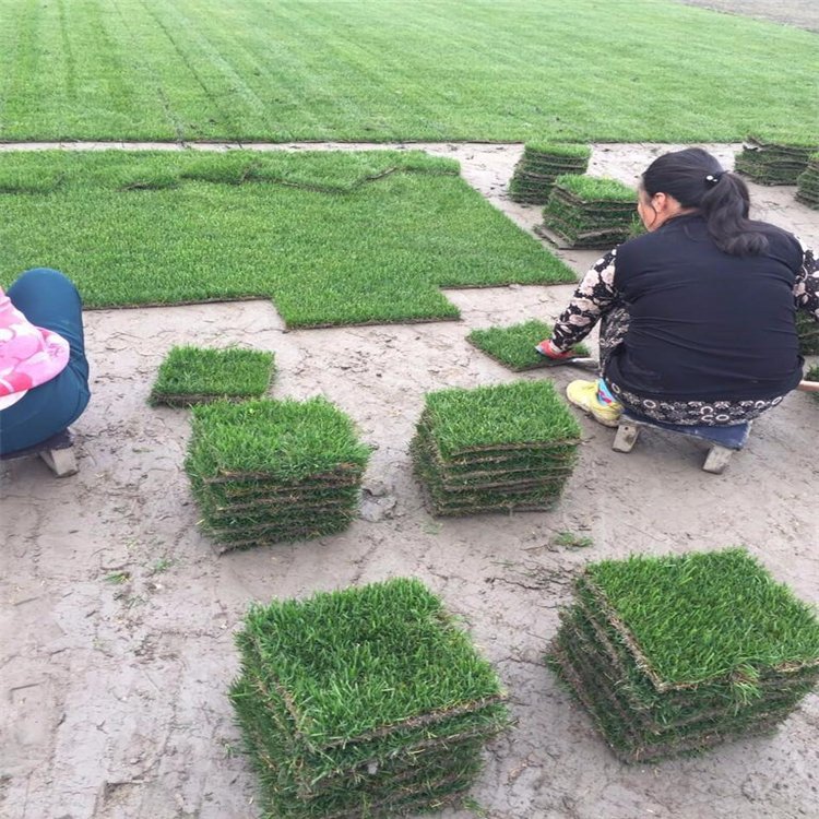 馬尼拉草皮廠家報價  馬尼拉草皮哪里便宜