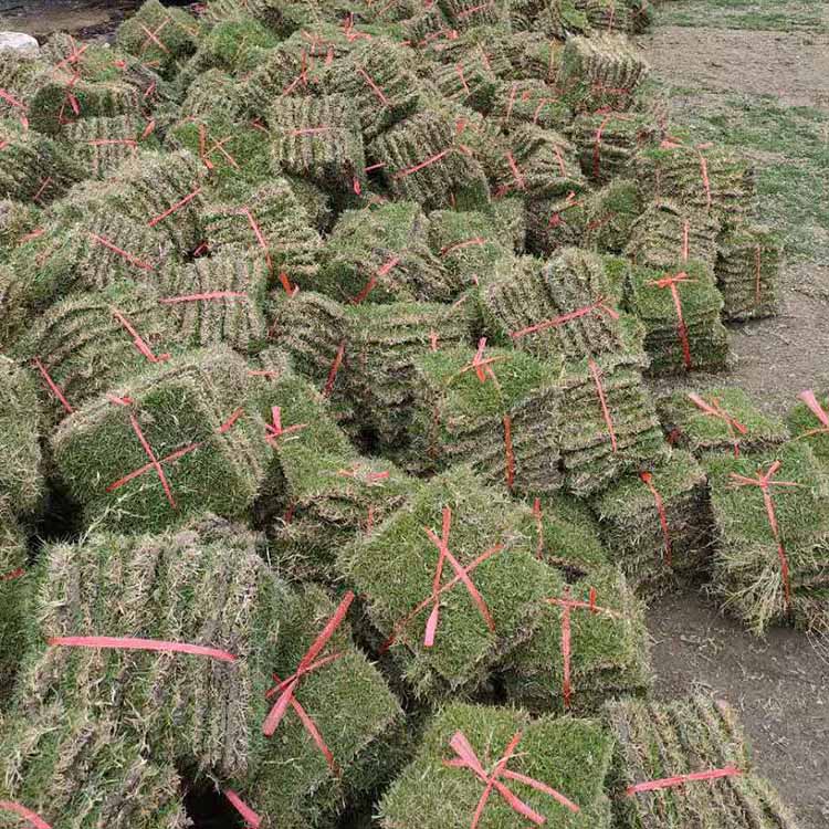 馬尼拉草皮圖片/馬尼拉草皮樣板圖 (3)