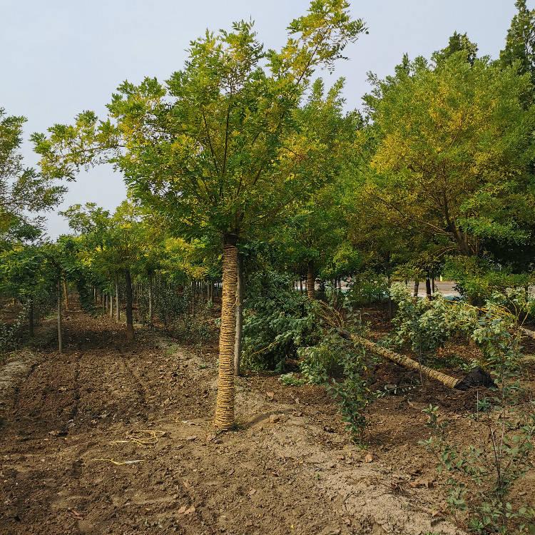 觀賞金枝槐圖片