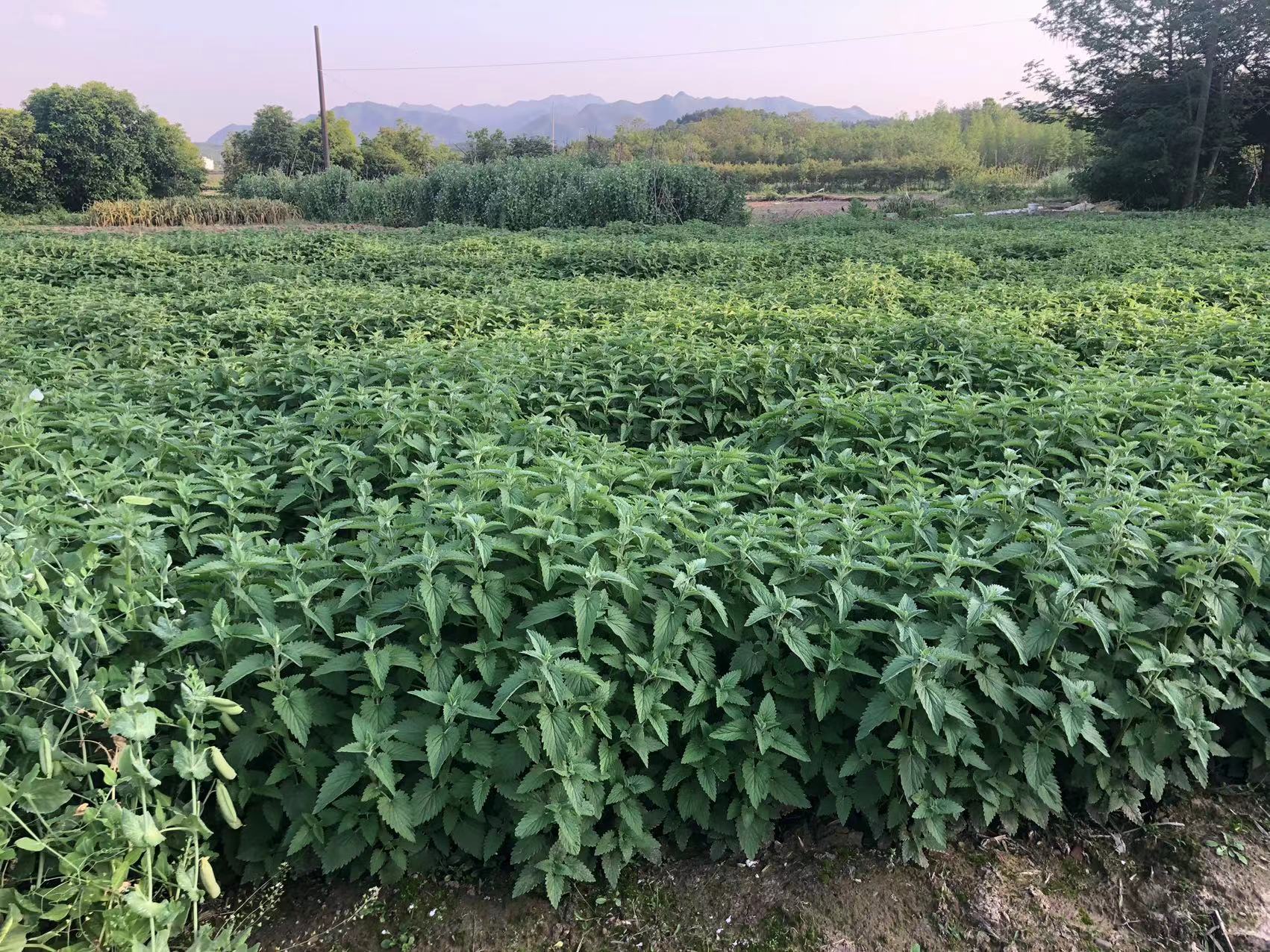 猫薄荷叶子价格  猫薄荷叶子生产厂家  猫薄荷叶子种植基地