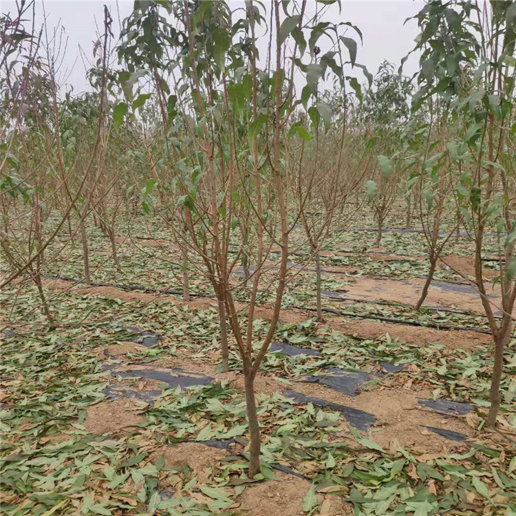 山東·6公分龍珠碧桃價(jià)格龍珠碧桃基地