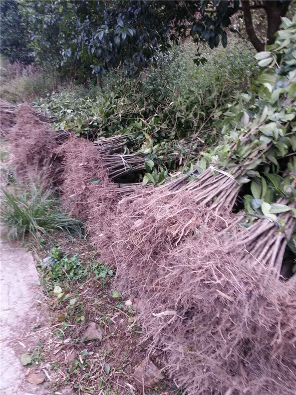 桂花树桂林批发桂花树苗基地/常绿桂花树苗出售价格