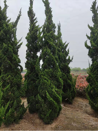 蜀桧种植基地-蜀桧批发价-蜀桧报价-蜀桧厂家-蜀桧价格图片