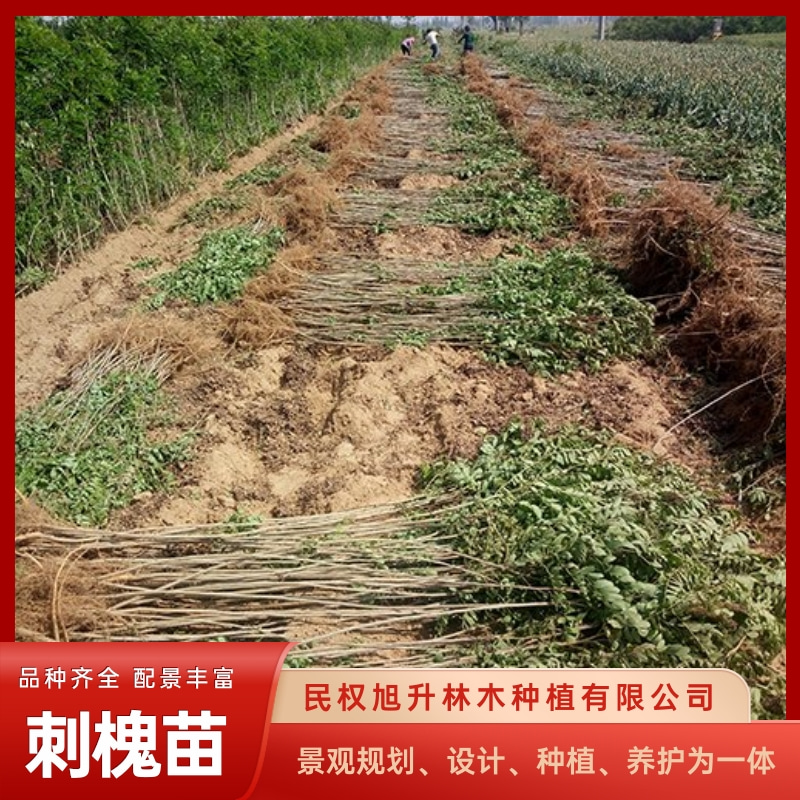 刺槐苗基地电话-大量出售刺槐苗-刺槐苗培育种植方法图片