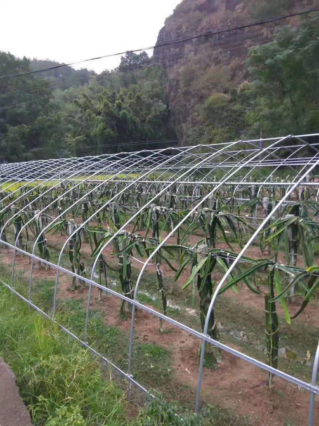 资阳大棚椭圆管厂家，资阳定制冬暖樱桃大棚资阳养牛大棚