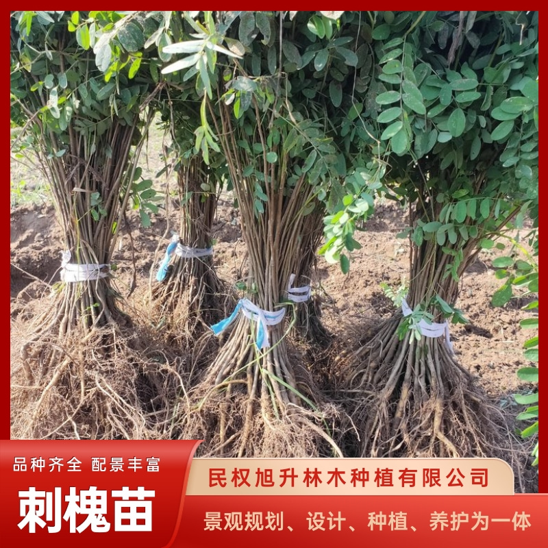 刺槐苗基地刺槐苗基地电话-大量出售刺槐苗-刺槐苗培育种植方法