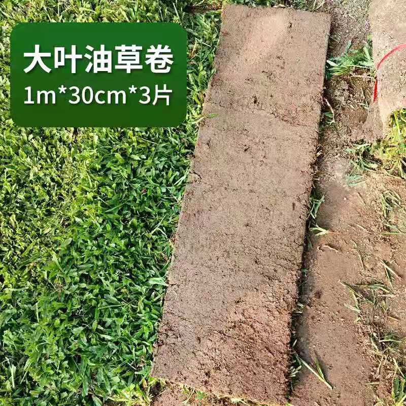 广州马尼拉草 草坪基地直 厂房别墅小区景观绿化 广州草皮草块图片