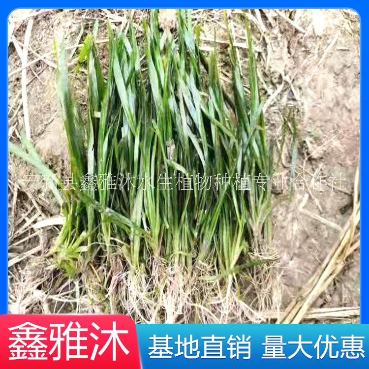 苦草种植价格 狐尾藻种苗价格 荷花苗 芦苇种植 千屈菜价格图片