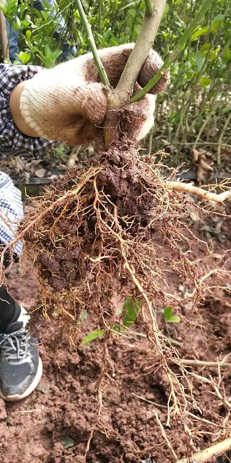 中药材佛手种苗出售佛手种植基地直发，量大从优 佛手种苗种子