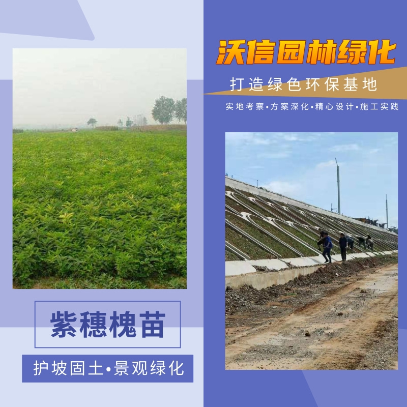 商丘市湖北紫穗槐苗厂家湖北紫穗槐苗种植基地_批发价格_产地供应【河南沃信园林绿化工程有限公司】