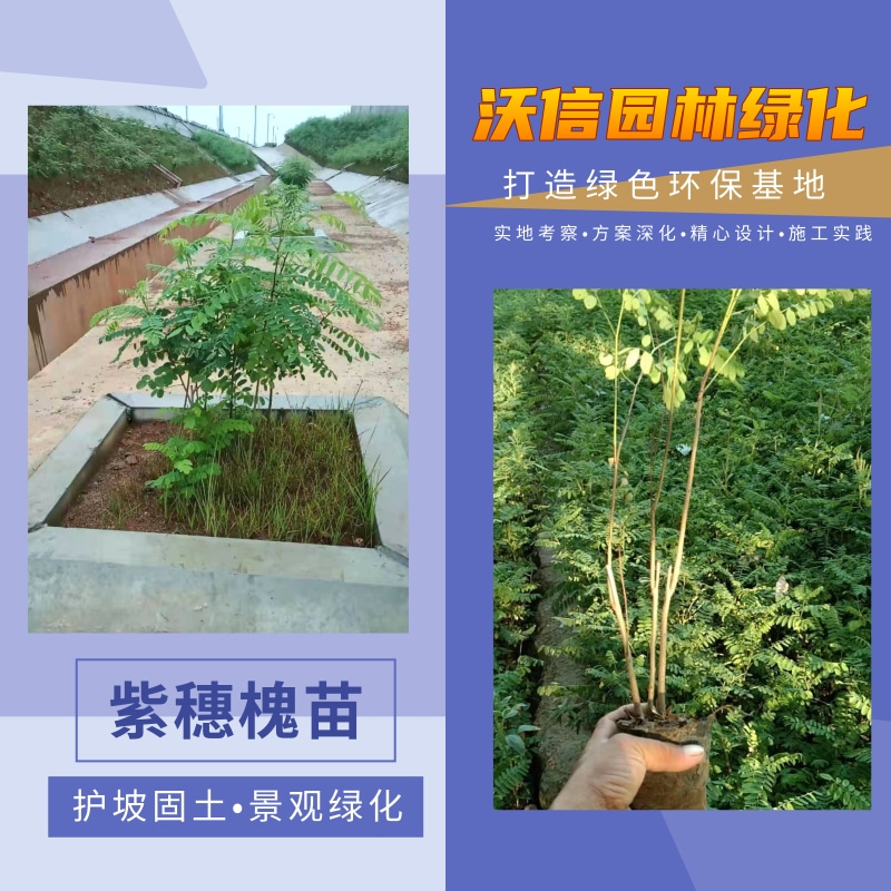 湖北紫穗槐苗种植基地_批发价格_产地供应【河南沃信园林绿化工程有限公司】