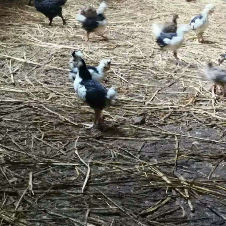 農(nóng)家貴妃雞苗生產(chǎn)廠家  農(nóng)家貴妃雞苗報(bào)價(jià)