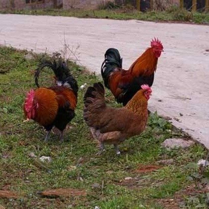 正規(guī)土雞苗圖片