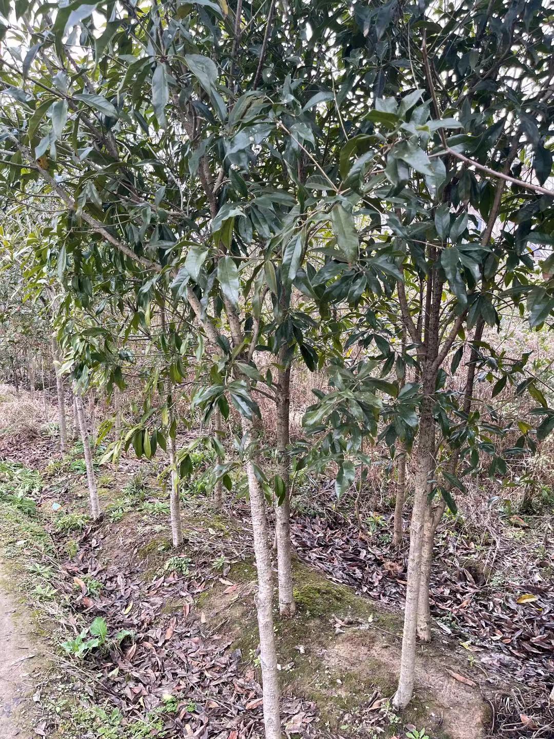 桂花苗批发厂家 桂花树价格 桂花树生产基地图片