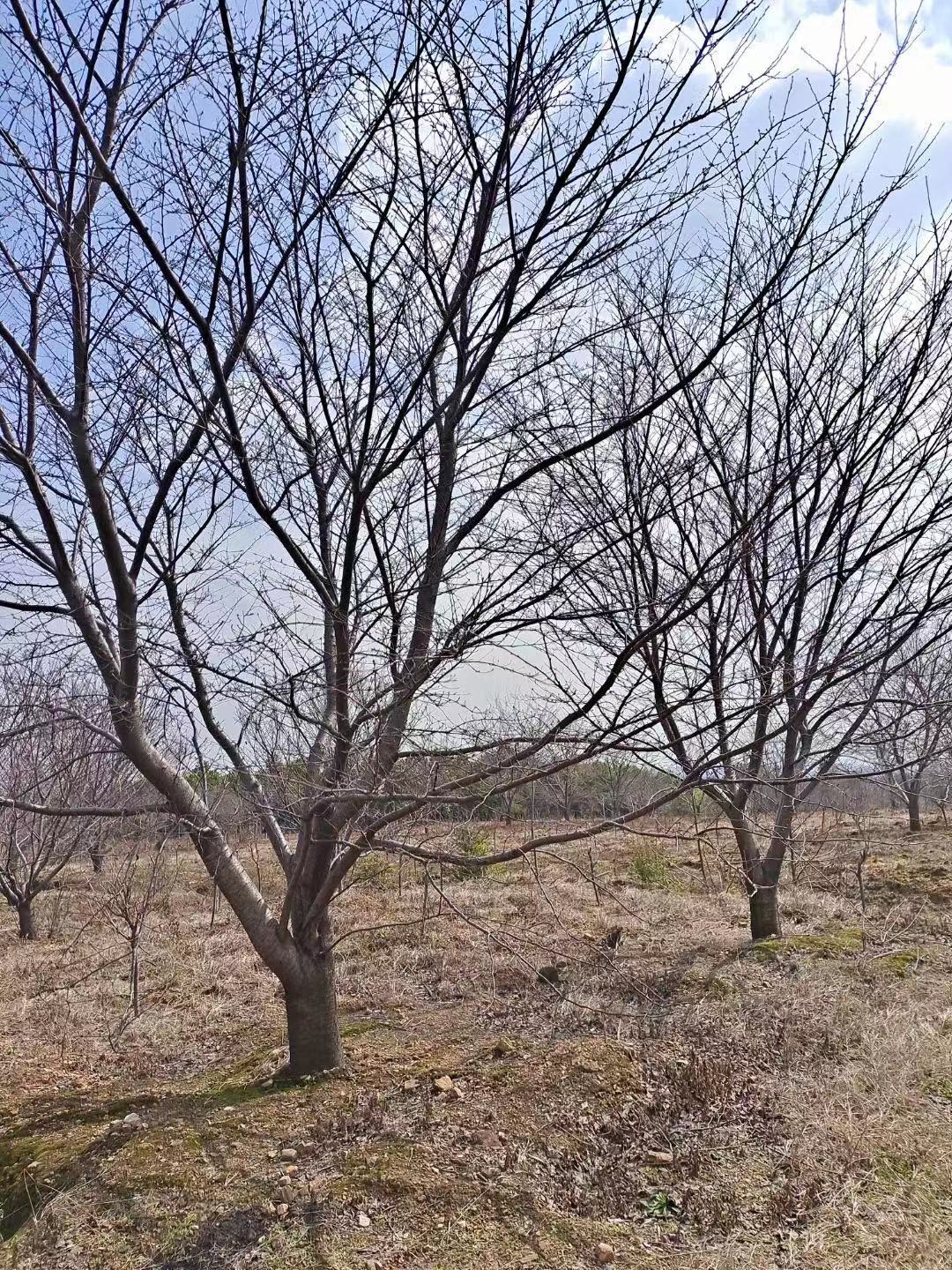 樱花批发基地 樱花价格 樱花销售图片