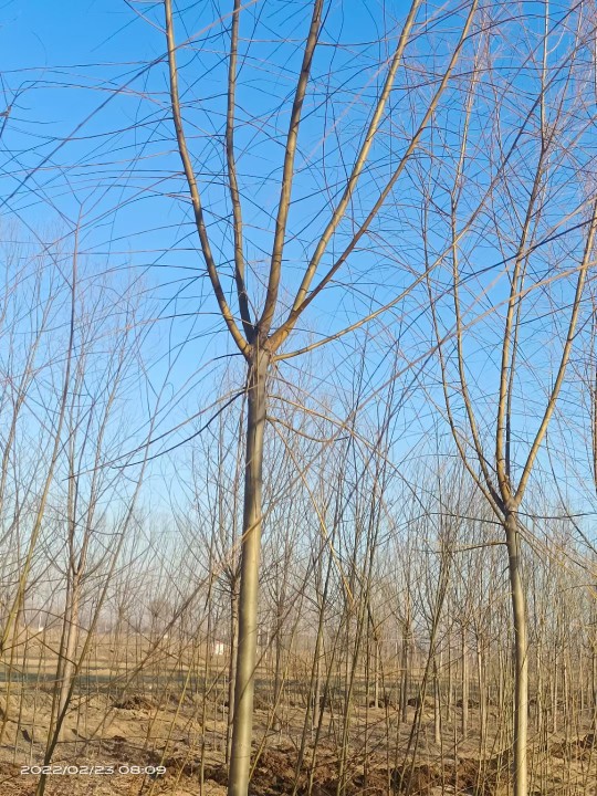 济阳区森林苗木种植销售中心