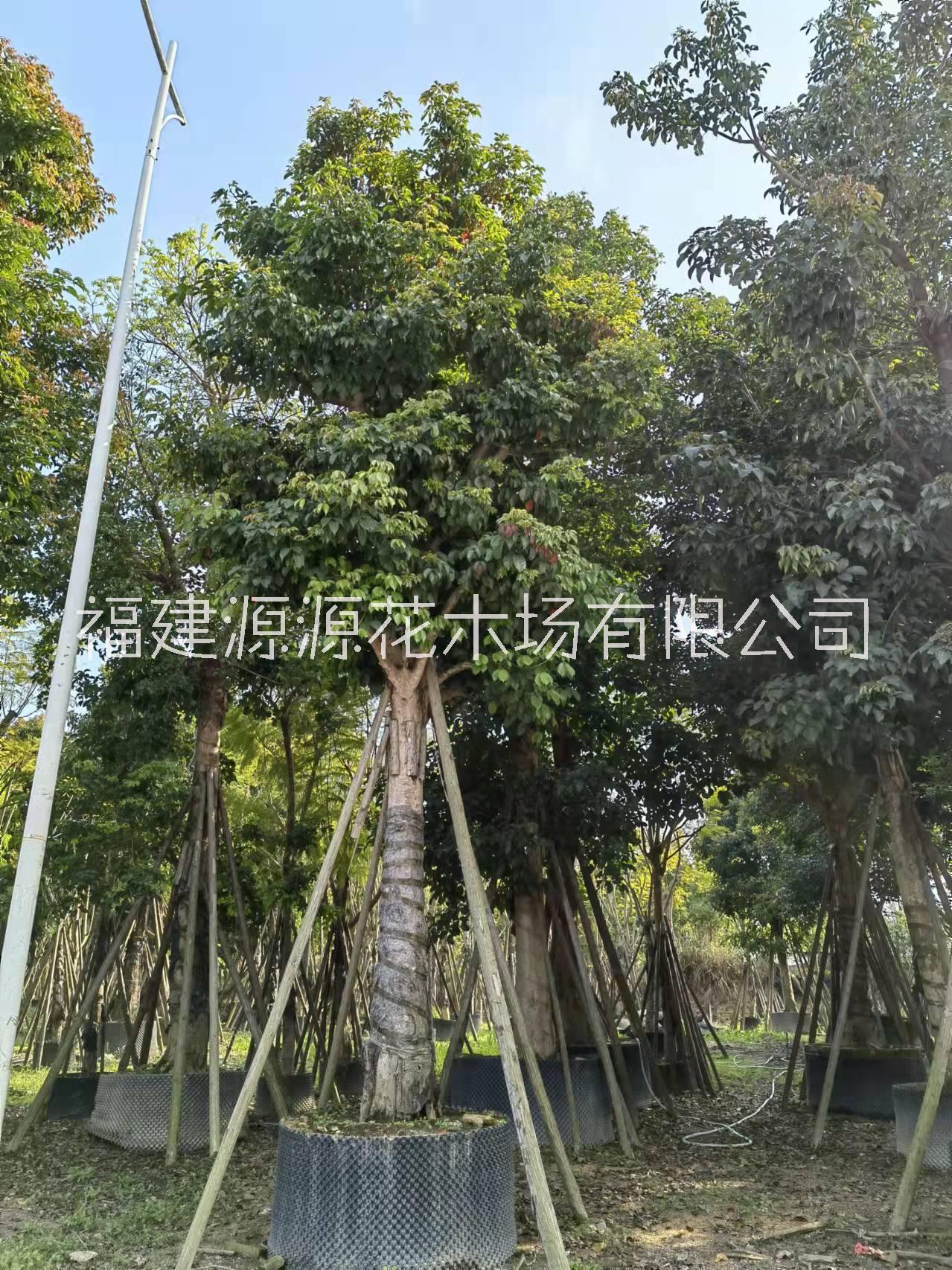 秋枫重阳木种植户 漳州秋枫重阳木报价图片