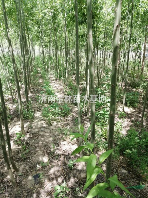 柳樹圖片/柳樹樣板圖 (4)