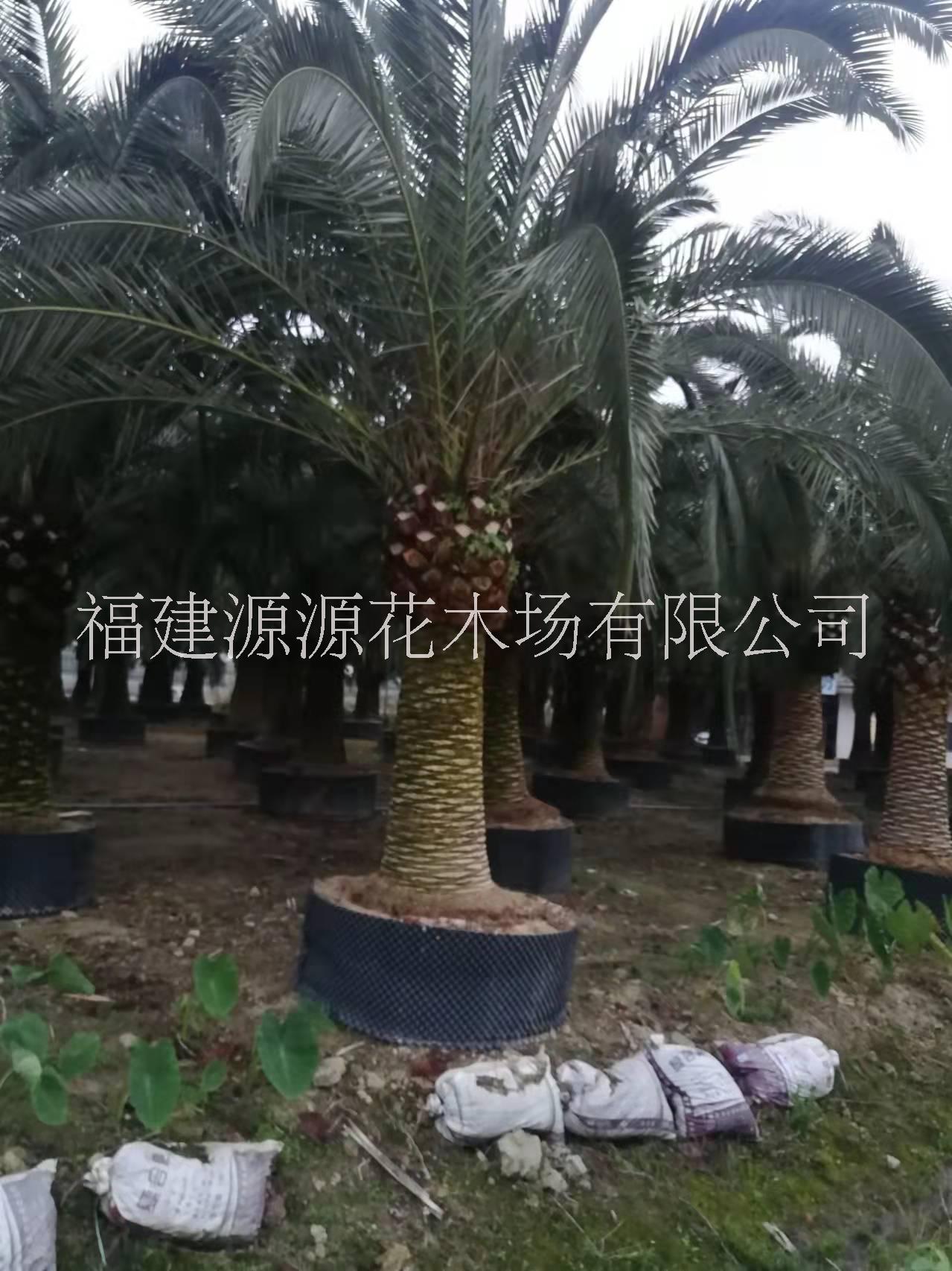 加拿利海枣树产地供应-加拿利海枣树销售-加拿利海枣树基地电话图片