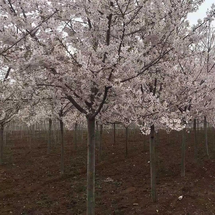 櫻花晚櫻圖片